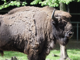 Focus on heavy european bison looks and stands alone on sandy ground in enclosure at city of Pszczyna in Poland © Jakub Korczyk