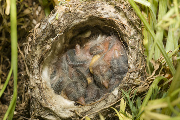 Nest and nestlings of European goldfinch (Carduelis carduelis)