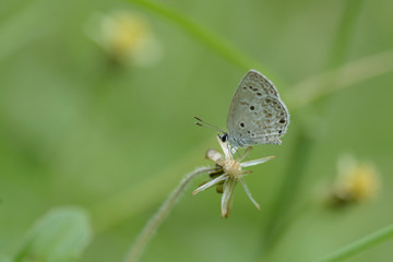 small Butterfly perching on flowers as background
