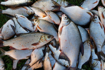 Pile of fish on grass