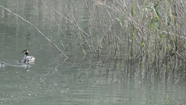 biotopo