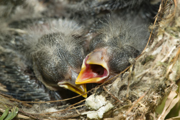 Nest and nestlings of European goldfinch (Carduelis carduelis)