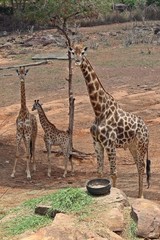 Animal,  it is in Thai zoo,  Thailand Asia.