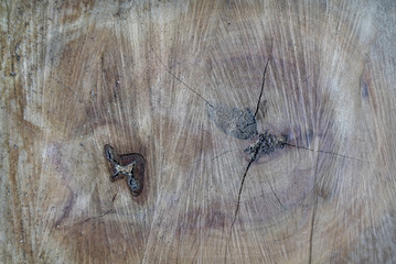 Wooden wall texture and wood background photo