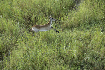 Aerial view of impala running through the water on the savanna of Botswana