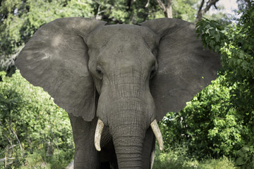 Close up of a large bull elephant on a path in the Botswana bush