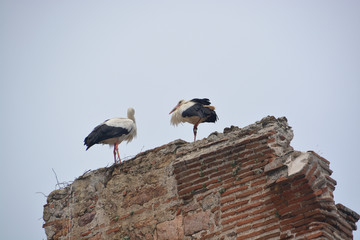 pareja de cigüeñas