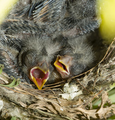 Naklejka na ściany i meble Nest and nestlings of European goldfinch (Carduelis carduelis)
