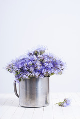 Phacelia flowers in tin cup, white wood table background