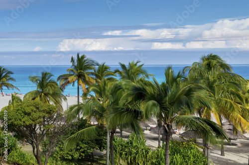 Green Palm Trees And Tropical In The Tropics By Beach Green Palm Trees And Tropical In The Tropics By Beach Umbrellas