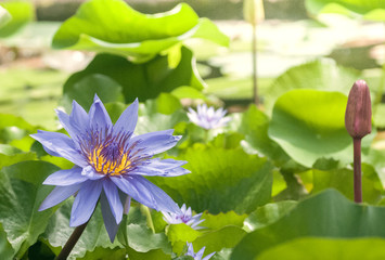 Nénuphar ou nénufar en fleur. Jardin botanique.