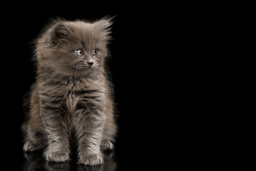 Naklejka na ściany i meble Cute Gray Kitten Sitting and Looking at side on Isolated Black Background
