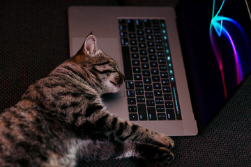 
cute striped cat working on laptop