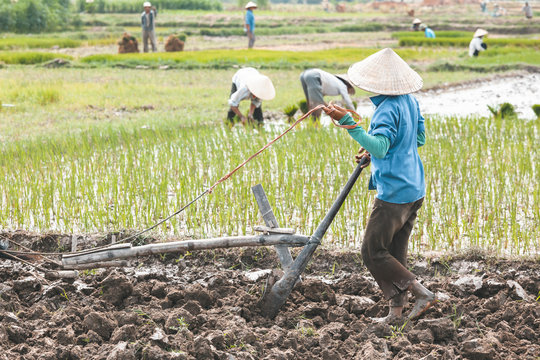Vietnamese farmer cultivating a rice field