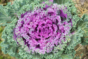 Obraz premium flower