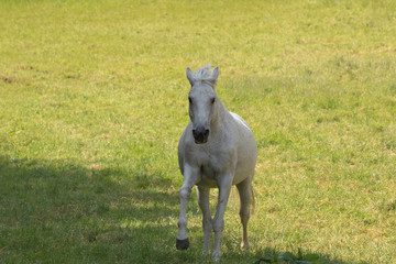 Schimmel galoppiert vor gelbgrüner Wiese