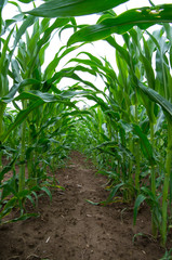 Maize field close up. Rows of young corn plants.