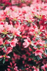 Closeup natural view of pink flower under summer sunlight in garden.