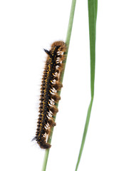 Caterpillar of Euthrix potatoria on a white background