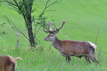 stags with antlers in the spring close up portrait