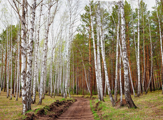 Obraz premium road in birch forest