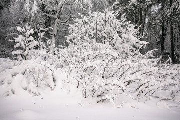A cloudy winter day in a snowy forest. Thin branches of young trees are bended under abundant snow covering.