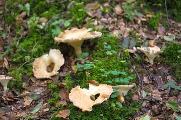 Champignon dans un sous-bois