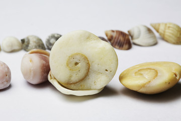 sea shell on white bacground