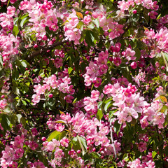blooming cherry tree with pink flowers in spring. seamless, nature.