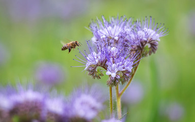 Biene mit lila blühender Phacelia Blume