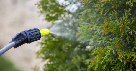 Naklejka premium Gardener sprinkles young plum tree from pests and diseases with bottle sprayer. He holds sprayer in his hand.