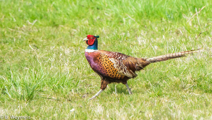 Pheasant