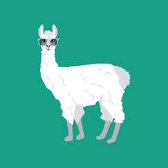 Llama in glasses illustration