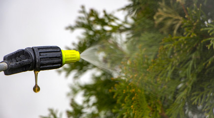 Naklejka premium Gardener sprinkles young plum tree from pests and diseases with bottle sprayer. He holds sprayer in his hand.