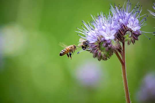 Biene mit lila bl&uuml;hender Phacelia Blume auf Feld.