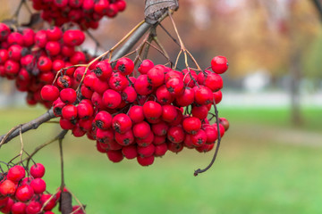Lush bunches of ripe red ashberry during the golden autumn.