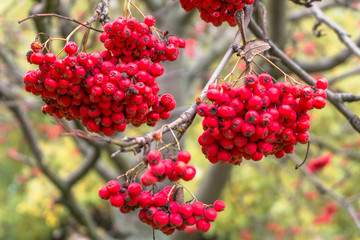 Lush bunches of ripe red ashberry during the golden autumn.
