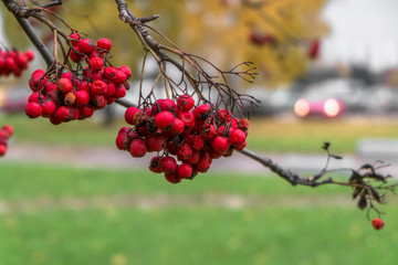 Lush bunches of ripe red ashberry during the golden autumn.