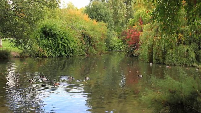 Lago en parque urbano con frondosa y variada vegetacion y arboleda otoñal y patos nadando en el agua
