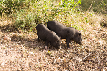 Wild black boar or pig. Wildlife in natural habitat