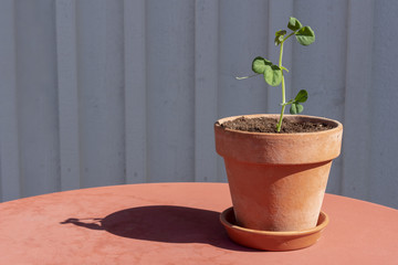 Growing plant in pot