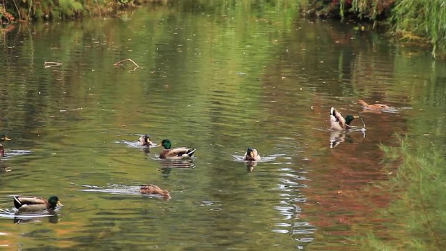  Patos Nadando en Estanque 