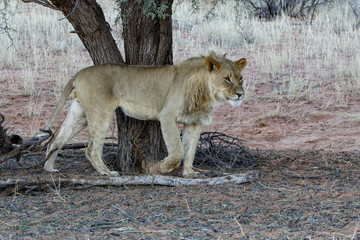 Naklejka na ściany i meble young male lion walking in the Kgalagadi Transfrontier Park in South Africa