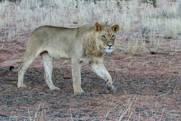 young male lion walking in the Kgalagadi Transfrontier Park in South Africa