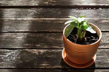 Arrowroot green plant in the orange pot on aged hard wood table background with copy space.