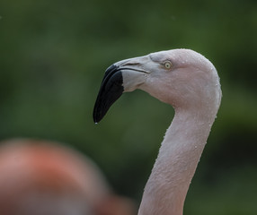 Flamingo Kopf