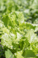 bright green leaves of lettuce on the bed. Fresh leaves of green salad on the bed. Close-up