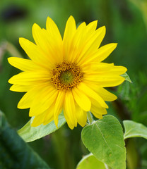 Obraz premium Wunderschöne Sonnenblume