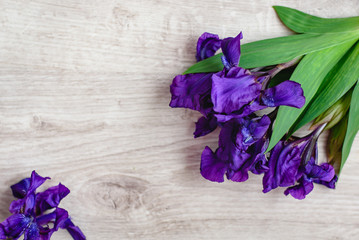Still-life of flowers of a purple iris flower on a wooden background. Spring awakening.