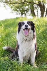 Smiling Border Collie is looking at the camera sitting in the grass. Vertically. 